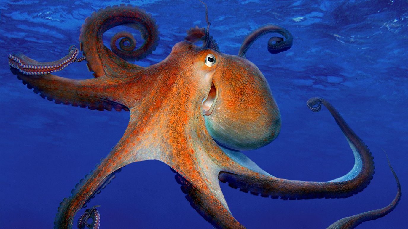 太平洋巨型章鱼图册_360百科